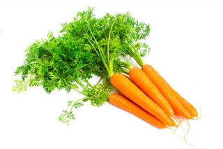 गाजर "जगना" - लेपित बीज - 