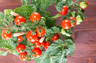 Mini Garden - Tomat ceri merah - untuk penanaman di balkon dan teras - Lycopersicon esculentum - biji