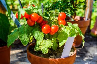 مینی باغ - گوجه فرنگی گیلاس قرمز - برای کشت در بالکن و تراس - Lycopersicon esculentum - دانه