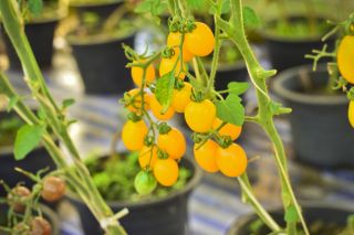 حديقة مصغرة - طماطم كرزية صفراء - للزراعة على الشرفات والمدرجات -  Lycopersicon esculentum - ابذرة