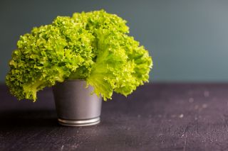 Zaļo lapu salāti -  Lactuca sativa var. Foliosa - sēklas
