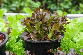Mini Garden - Salát pro řezané listy - červená, klenutá odrůda - pro pěstování balkonů a teras -  Lactuca sativa var. Foliosa - semena
