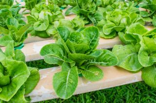 Міні-сад - салат "Ромен" - для вирощування балконів і терасів -  Lactuca sativa var. Romana - насіння