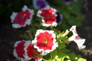 Petúnia Illusion - Piros - Petunia hyb. multiflora nana - magok