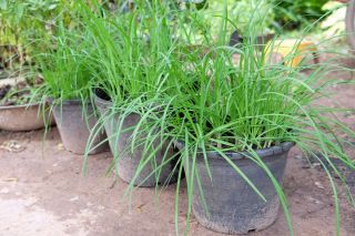 Ruoholaukka -  Allium tuberosum - siemenet