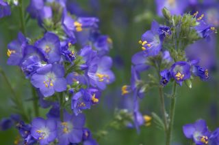 Kék csatavirág - 200 magok - Polemonium caeruleum