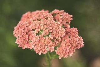 Common yarrow - Lachsschönheit – pale pink