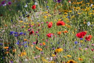 Cvetlični travnik - izbor več kot 40 vrst travniških cvetnic - 100 gramov - semena
