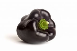甜椒'祖鲁' - 黑色，块状的品种，适合在田间种植 -  Capsicum annuum - 種子