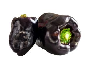 Tatlı biber 'Zulu' - tarlada ekim için siyah, blok şeklinde -  Capsicum annuum - tohumlar