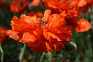 Orientalski mak - rdeči, dvojni cvetovi -  Papaver orientale - semena
