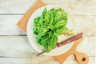 World Cuisine -  Lettuce-leaved basil