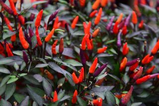 Chilli pepper 'Royal Black' - benih