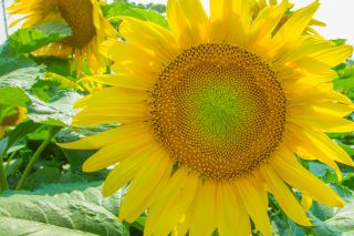 Škratova okrasna sončnica - Zeleni Hobit - za gojenje v lončkih -  - semena