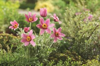 Pasque flor - flores rosa - mudas; pasqueflower, pasqueflower comum, pasqueflower europeu - 