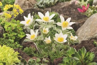 Pasque blomma - vita blommor - plantor; pasqueflower, vanlig pasque blomma, europeisk pasqueflower