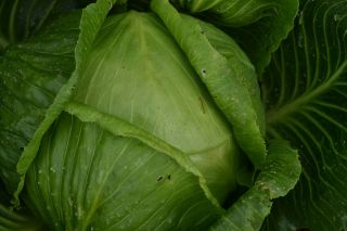 Bílá hlava zelí 'Replika' - pozdní, produktivní odrůda -  Brassica oleracea var.capitata -Replika - semena