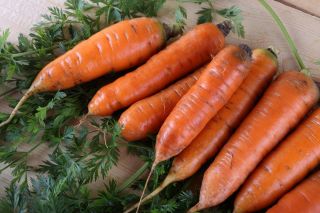Carrot 'Broker' - stredne skorá odroda -  Daucus carota - Broker - semená