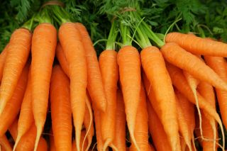 Морков "Norton" - средно късен сорт, предназначен за консерви -  Daucus carota - Norton - семена