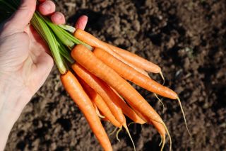 Cenouras Norton -  Daucus carota - Norton - sementes