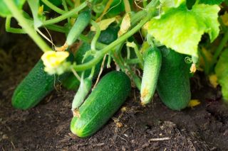 Salata de castravete "Kacper" - pentru cultivare în tuneluri, cel mai bun soi pentru decapare scurtă - Cucumis sativus - Kacper - semințe