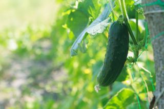 Salad cucumber  'Tomasz' - early variety for cultivation under covers