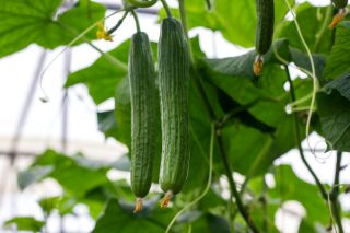 Salad cucumber 'Topaz' - for cultivation under covers