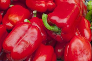 Sladka paprika „Barbórka“ - rdeča, zgodnja sorta, namenjena gojenju v predorih -  Capsicum annuum - Barbórka - semena