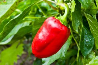 Γλυκό πιπέρι "Barbórka" - κόκκινη, πρώιμη ποικιλία που προορίζεται για καλλιέργεια σε σήραγγες -  Capsicum annuum - Barbórka - σπόροι