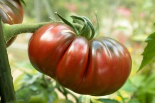 Vysoký paradajkový „čierny princ“ - šťavnatá, sladká a aromatická odroda odporúčaná na priamu konzumáciu -  Lycopersicon esculentum - Black Prince - semená