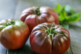 高大的番茄'黑王子' - 多汁，甜和芳香的品种建议直接食用 -  Lycopersicon esculentum - Black Prince - 種子