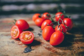 Tomate - Chrobry -  Lycopersicon esculentum - Chrobry - sementes
