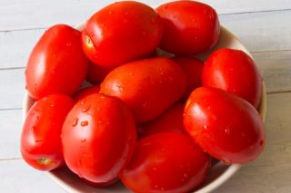 Trpasličí pole rajče 'Chrobry' - středně pozdní, velmi produktivní odrůda -  Lycopersicon esculentum - Chrobry - semena
