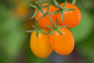 ドワーフ畑のトマト「Jokato」 - ミディアムアーリー、生産的なオレンジ色の品種 -  Lycopersicon esculentum - Jokato - シーズ