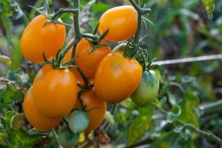 ドワーフ畑のトマト「Jokato」 - ミディアムアーリー、生産的なオレンジ色の品種 -  Lycopersicon esculentum - Jokato - シーズ