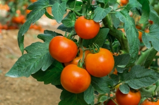 Tomate - Lolek -  Lycopersicon esculentum - Lolek - sementes