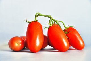 Uzun boylu alan domates 'S. Marzano 3 '- Akdeniz'deki en çok satanlar -  Lycopersicon esculentum - S. Marzano 3 - tohumlar
