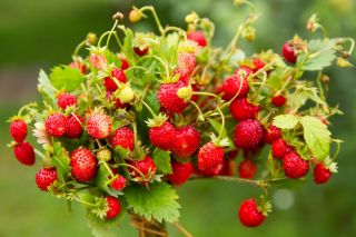 无腹带野草莓 - 富含维生素C和矿物质 -  Fragaria vesca - 種子
