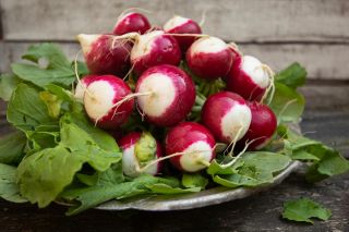 Radish "Polina' - mid-early variety recommended for cultivation in the field and under covers
