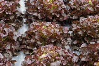 Marul 'Biscia Rossa' - kesilmiş yapraklar, tarlada ve kaplarda yetiştirme için - Lactuca sativa - Biscia Rossa - tohumlar