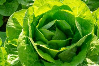 Butterhead salad 'Nawojka' - untuk penanaman pada musim bunga -  Lactuca sativa - Nawojka - benih