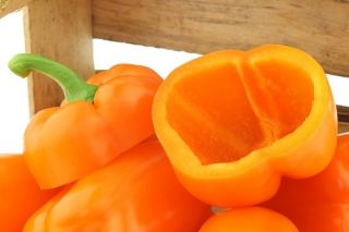 Sweet orange 'Etiuda' pepper - 10 g