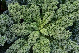 BIO Kale "Westlandse Herfst" - זרעים אורגניים מוסמכים - 