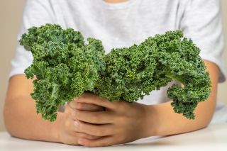 BIO Kale "Westlandse Herfst" - benih organik yang disahkan - 