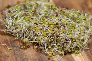 BIO Kiemen zaden - Broccoli "Raab" - gecertificeerde biologische zaden - 