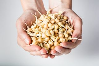 BIO Sprouting seeds - Chickpea - certified organic seeds; garbanzo