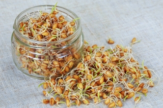 BIO Sprouting seeds - Gandum organik bersertifikat - 