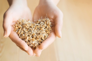 BIO Filizlenme tohumları - Buğday sertifikalı organik tohumlar - 