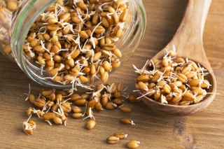 BIO Keimsprossen - Weizen-zertifizierte Bio-Samen