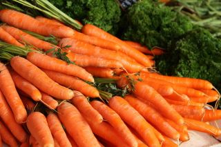 Carrot "Bolero" - COATED SEEDS